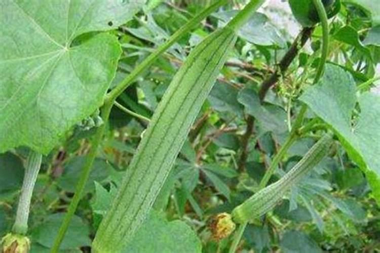 丝瓜种植管理技术和方法