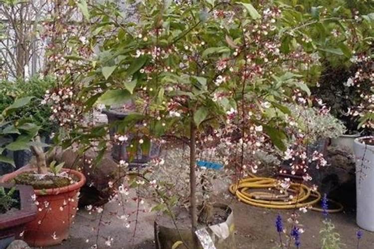 垂丝茉莉养护方法