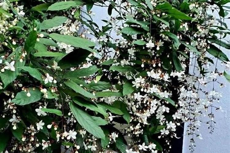 垂丝茉莉耐寒多少度