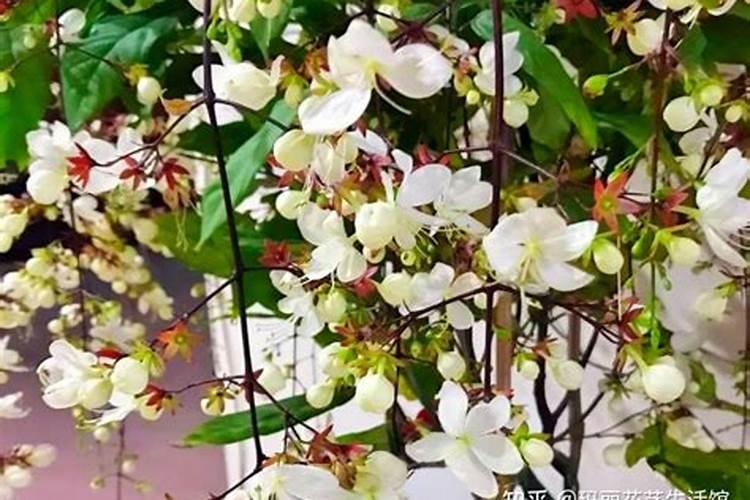 垂丝茉莉耐寒吗,垂丝茉莉花如何过冬