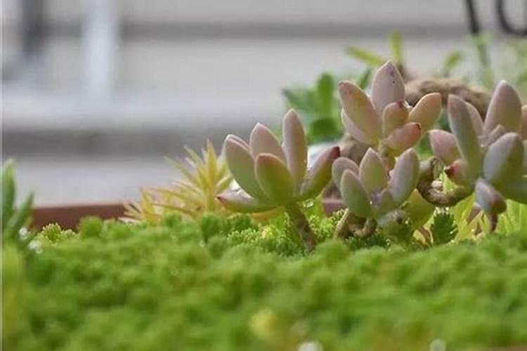 草莓天天浇水会死吗