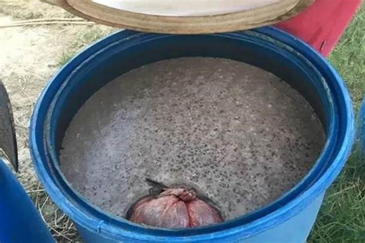 如何用豆子做肥料种白菜