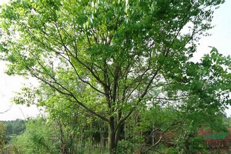 如何养护朴树盆景