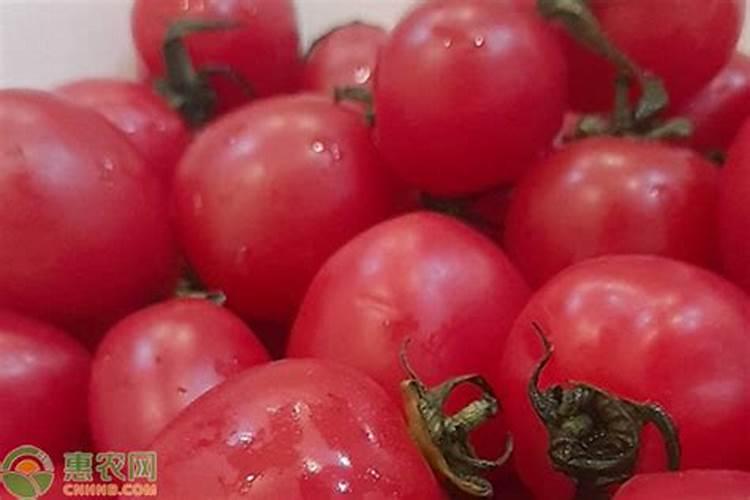 西红柿挂果膨大期如何施肥