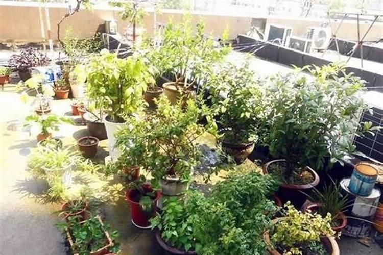 杜鹃花施什么肥,如何施肥