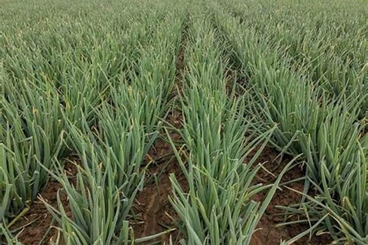 大葱追肥用什么肥料好