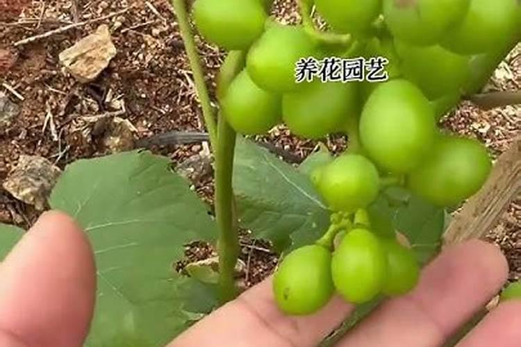 茄子可以施钾肥吗