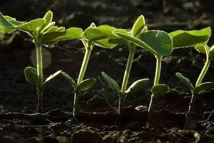 种豆角如何使用氮肥？可以实现豆角高产吗？