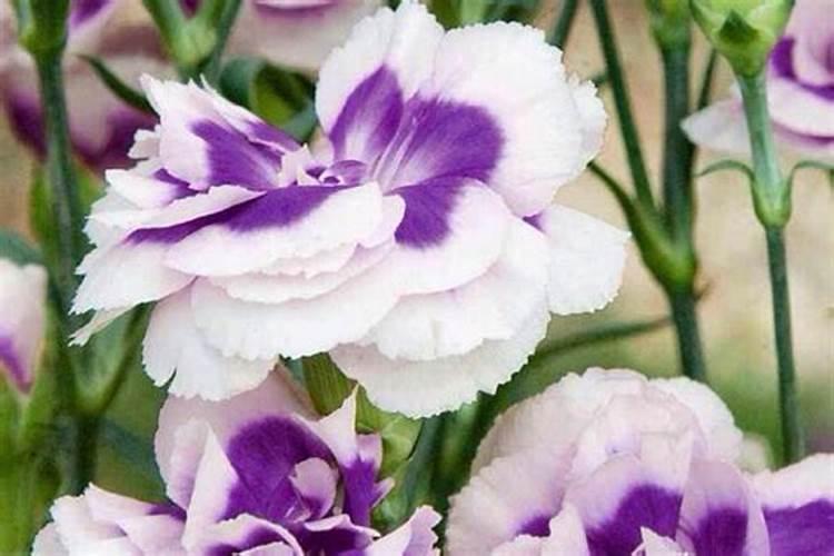 920、复硝酚钠和芸苔素能不能同时用？