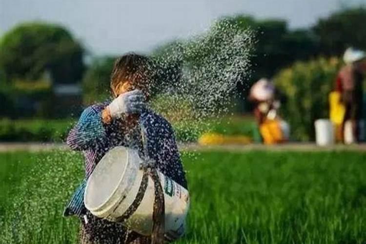 中量元素水溶肥料在水稻育秧中怎样施用？