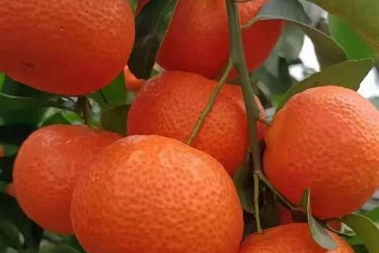 叶面肥能和除草剂一起用吗