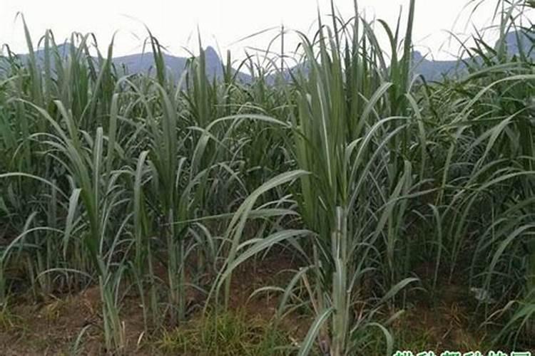 甘蔗用什么肥料才会长得肥大