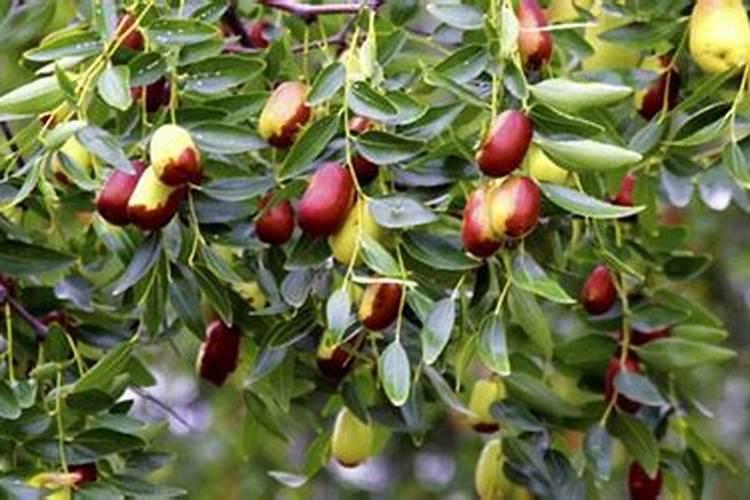 枣树用什么叶面肥增产、着色效果最好,应该什么时候用？