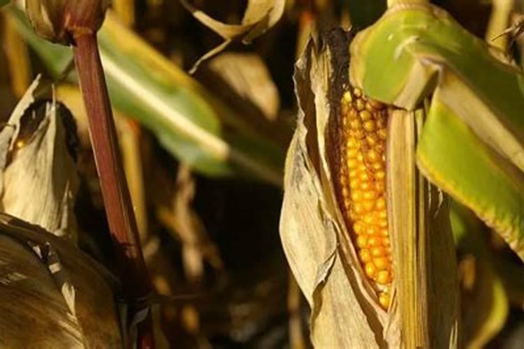 玉米使用叶面肥有增产效果吗？叶面肥哪个好