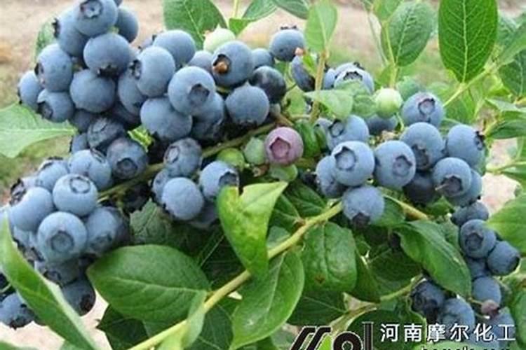 蓝莓促花用什么含量冲施肥？