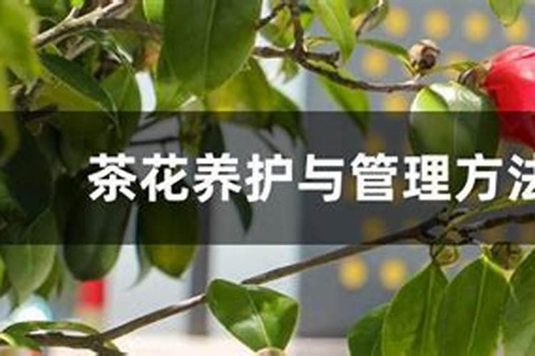 桉树一年施几次肥好