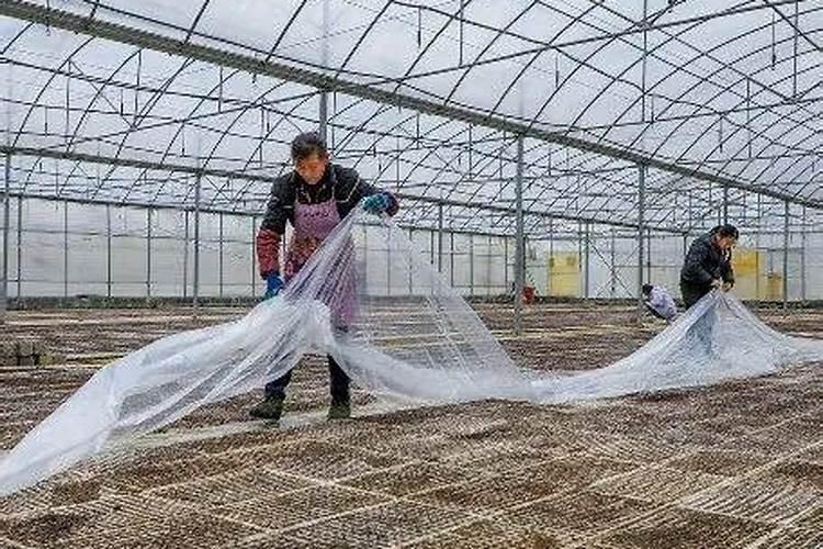 辣椒打哪种叶面肥好,喷施要领及技巧