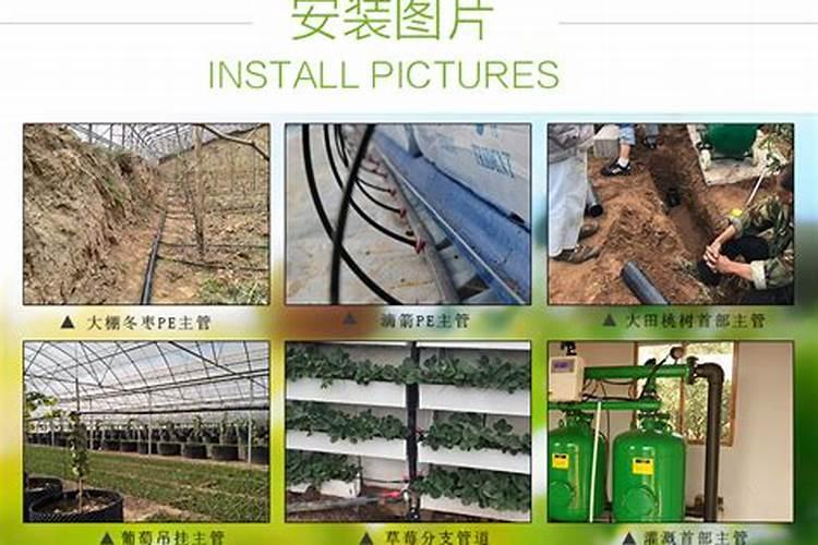 农作物高温灼烧后怎么处理