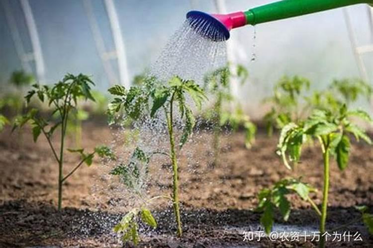 番茄用什么肥料好