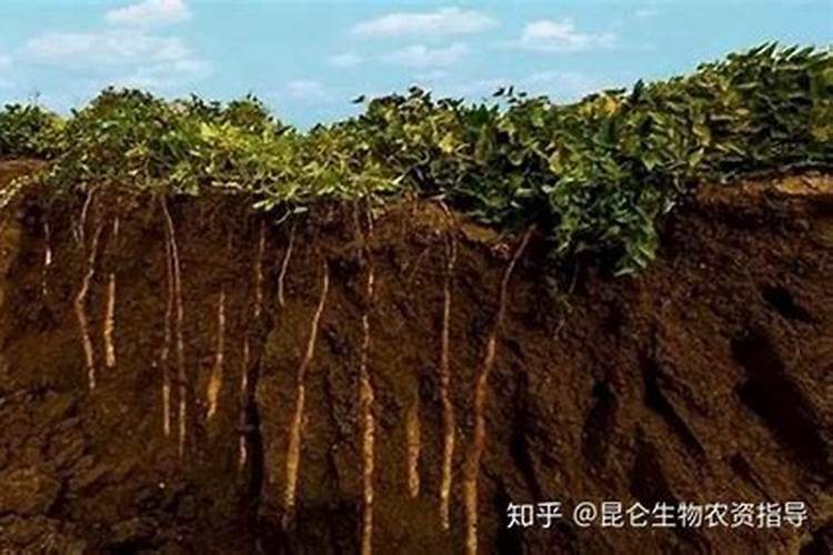 大姜用什么肥料产量高？大姜用什么肥料可以根茎块膨大？