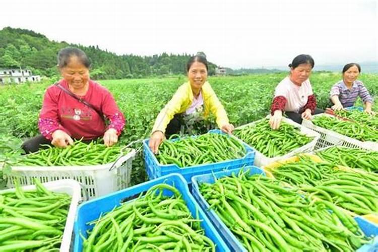 菜地怎么施肥 叶面肥在蔬菜的幼苗期