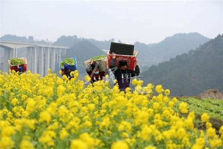 瓜果蔬菜叶面肥的正确使用方法(什么时候打叶面肥好)