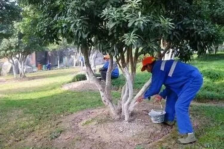 让树木快速生长的肥料