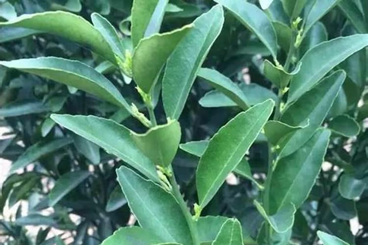 柠檬在各个时期如何施肥