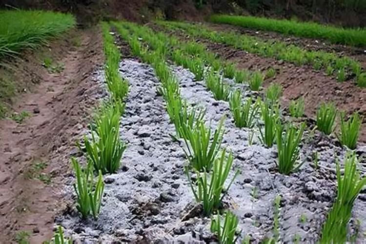 大豆鼓粒期低温多雨打什么叶面肥
