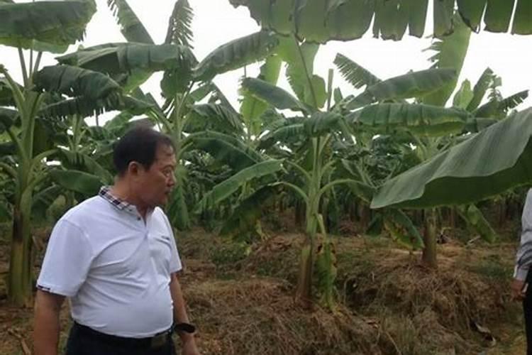 三十烷醇和除草剂复配