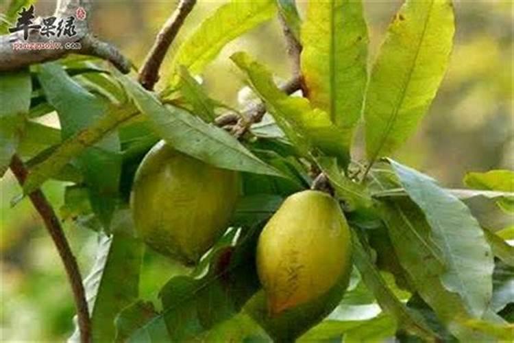 鸡蛋果怎么种植方法