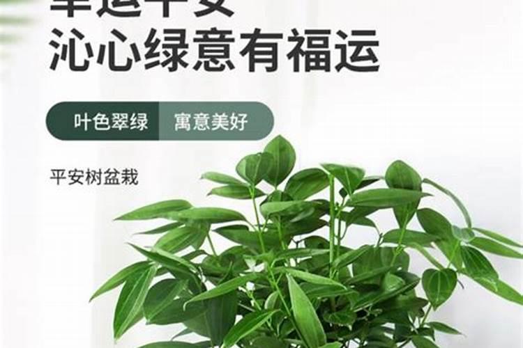平安树用什么肥料最好