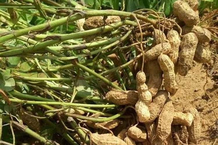 荔枝树用什么肥料最好