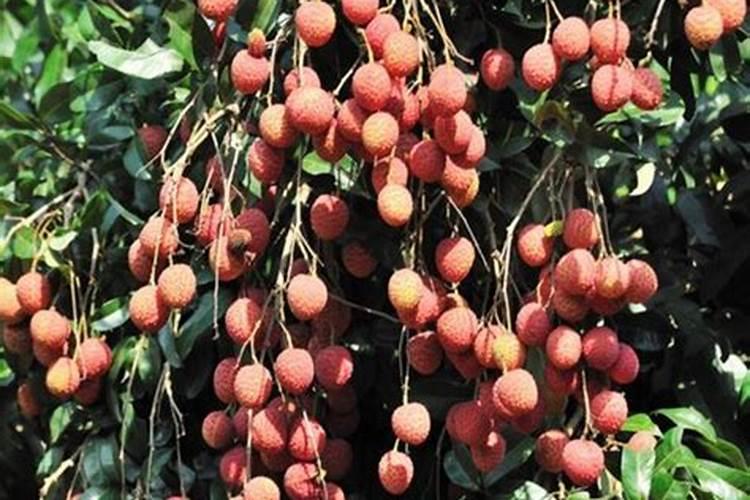 如何让红薯快速发芽