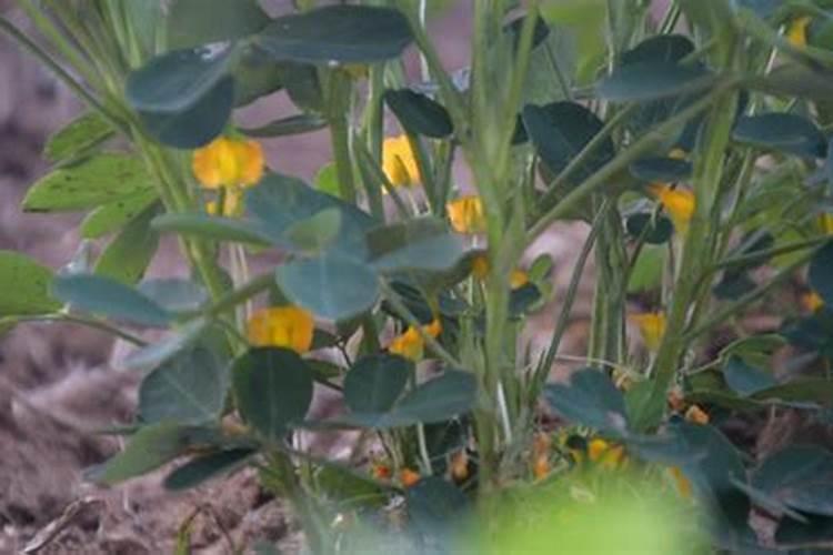 花生生长期都用什么叶面肥好