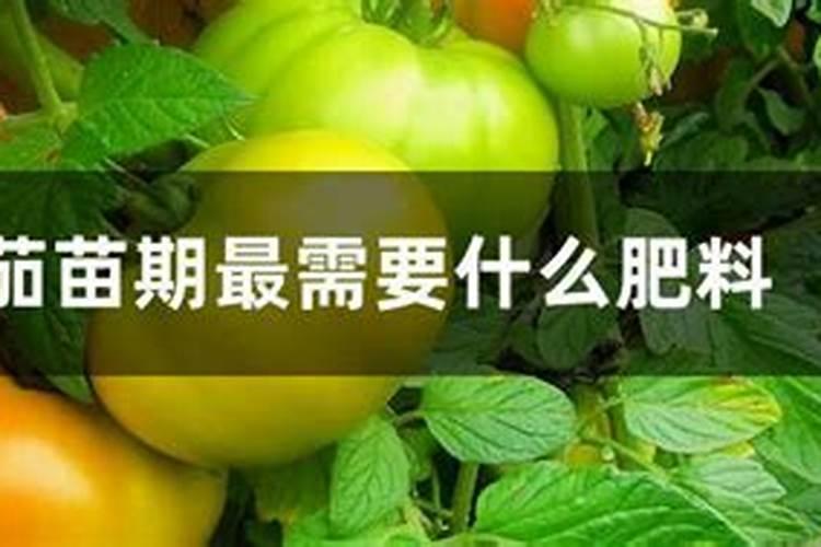 用什么肥料让松树长得快