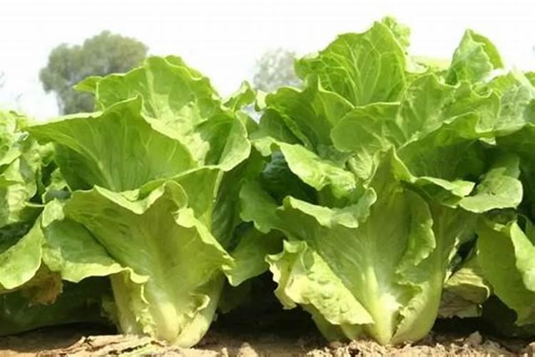 磷肥施用的原则是是什么？