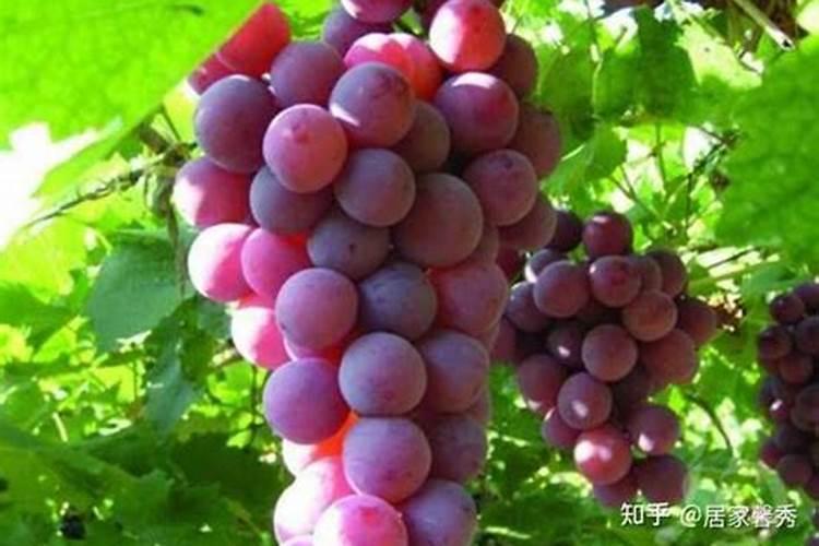 第一年栽种的葡萄苗如何管理