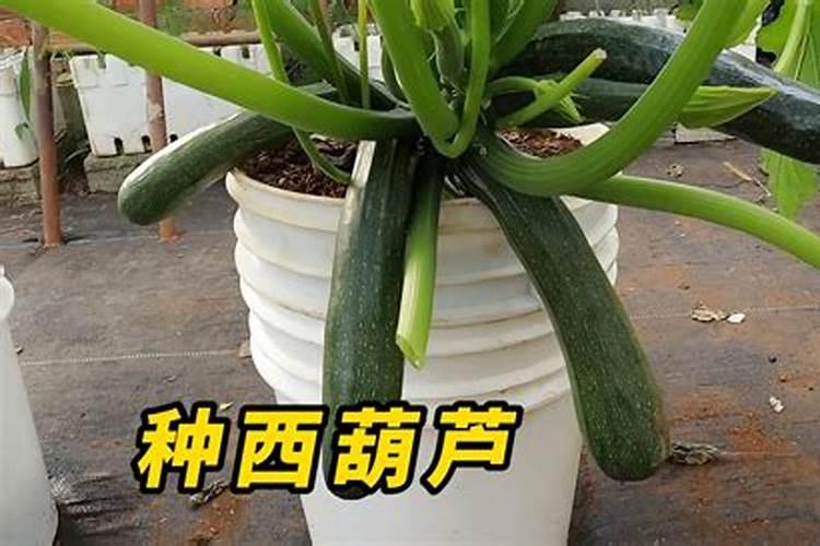 西葫芦用什么肥能高产？西葫芦喷什么叶面肥好？