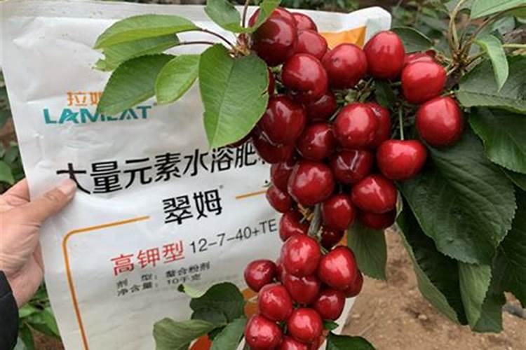 樱桃怎么浇水合理？施肥高产用哪种水溶肥好