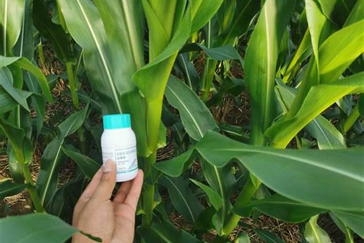 氮肥养花一克用多少水兑