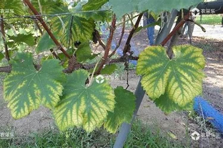 山药最简单的家庭种植