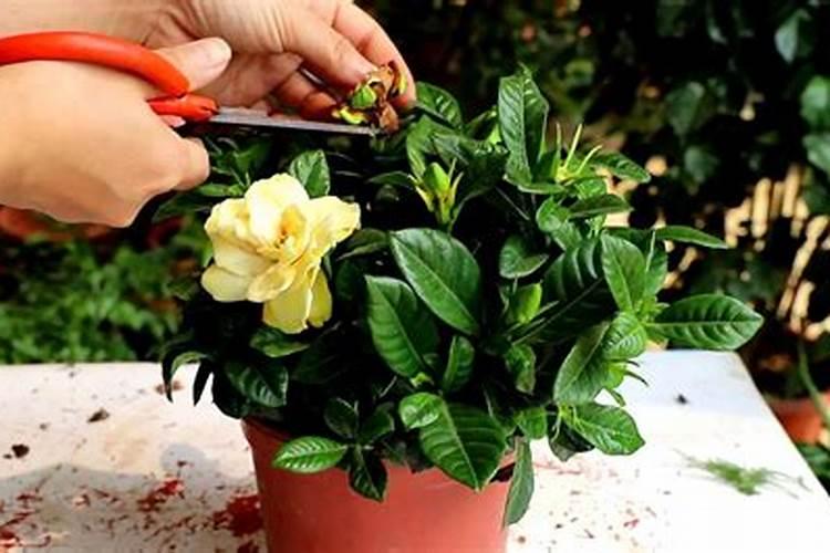 栀子花用什么肥料最好,怎么施肥