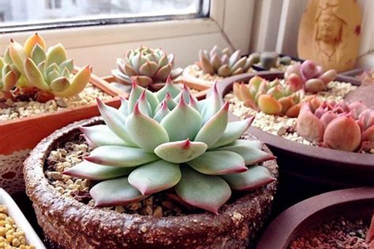 多肉植物如何施肥,多肉植物肥料自制方法