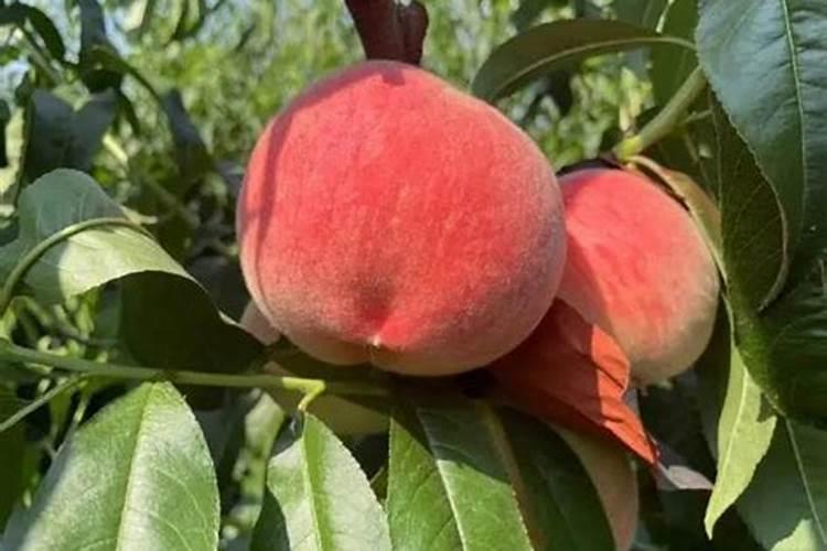 高钾水溶肥什么时候用