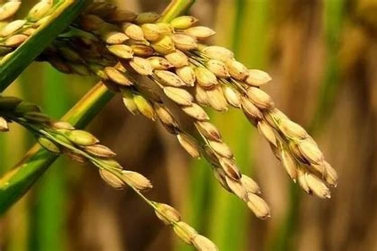 水稻钾肥什么时间施