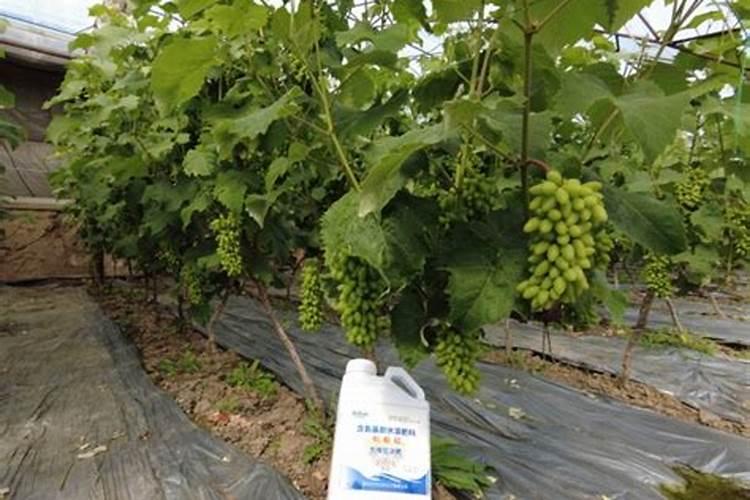 果树结果期用哪种水溶肥效果好？果树膨大期施肥怎么施？