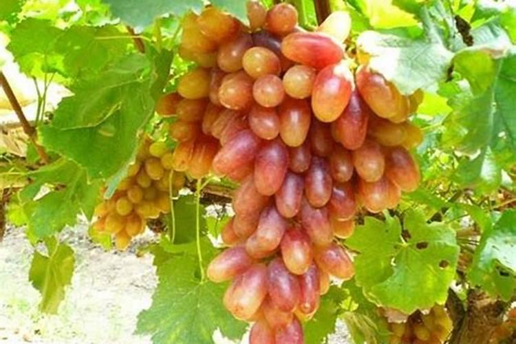 巨峰葡萄保花保果最佳配方