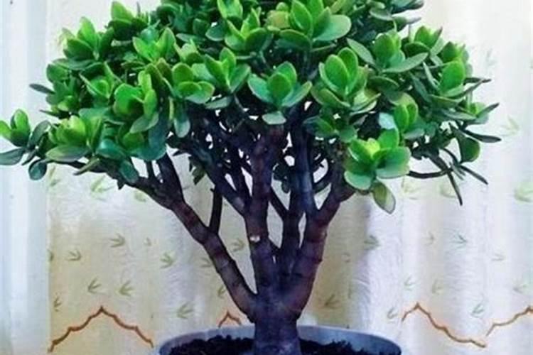 怎样帮助火龙果的枝干增粗壮大？