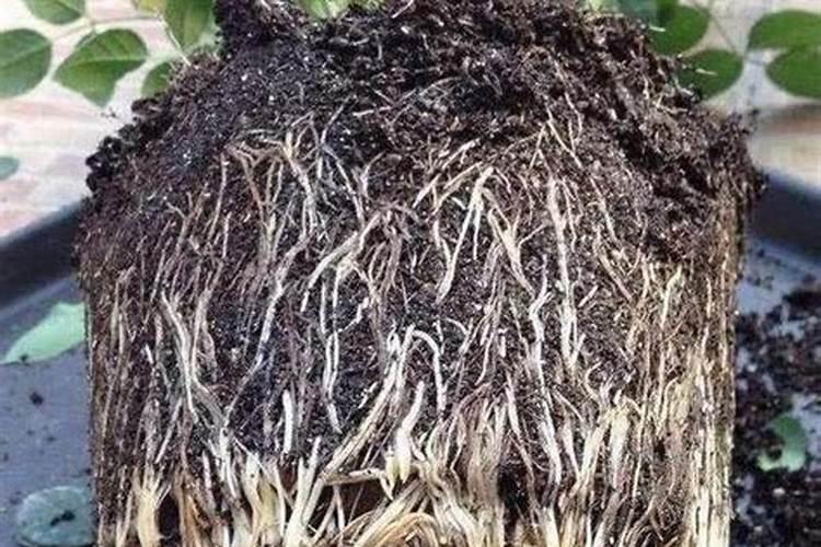 什么肥料能使树主干变壮